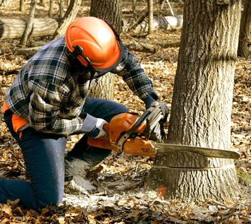 Tree Removal in Leslie, MI